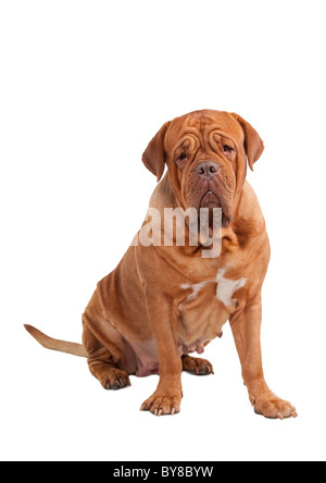 Femme sérieuse grand dogue de Bordeaux Banque D'Images