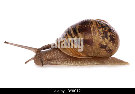 Jardin commun Escargot Helix aspersa adulte seul dans studio UK Banque D'Images