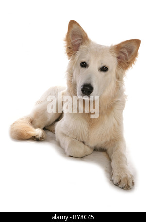 Chien bâtard adulte seul couché dans studio UK Banque D'Images