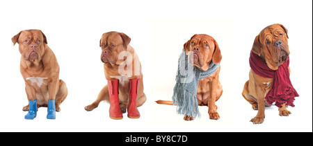 Quatre chiens Dogue de Bordeaux portant des bonnets et bottes Banque D'Images