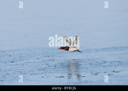 Canard milouin mâle en vol sur une étendue d'eau gelée bleu Banque D'Images