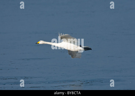 Cygne chanteur taking off Banque D'Images