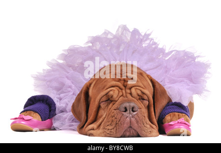 Habillé comme un chien fatigué isolés balerine Banque D'Images