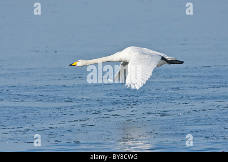 Cygne chanteur taking off Banque D'Images