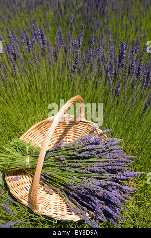 Ferme de lavande avec des paquets de Lavandula x intermedia 'Grosso' dans panier Banque D'Images