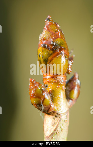 Horse Chestnut Tree, Aesculus hippocastanum, les bourgeons des feuilles. Banque D'Images