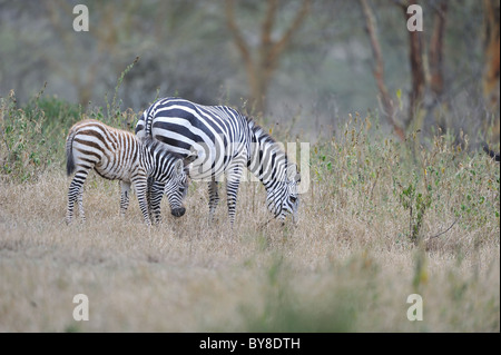 Zèbre des plaines - le zèbre de Burchell (Equus quagga burchellii boehmi Equus - anciennement) mare et pâturage poulain Banque D'Images