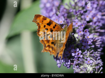 Comma Butterfly Polygonia c-album seul adulte se nourrit de pigment de Dorset, UK Banque D'Images