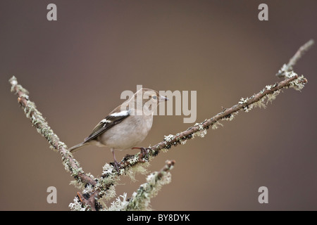 Femalec haffinch perché sur une branche tee couverts de lichens Banque D'Images