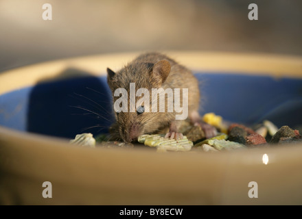 Souris Mus musculus adulte seul animal de manger la nourriture de lapin UK Banque D'Images