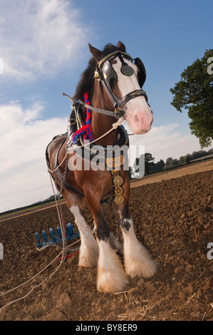 Un shire horse ( race de chevaux de trait ) avec charrue attatched pour labourer au Royaume-Uni Banque D'Images