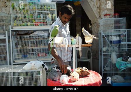 Oiseaux à vendre à Souq Waqif à Doha, dans l'État du Qatar Banque D'Images