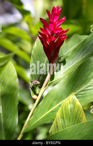 Petit lézard repose sur la feuille d'une plante gingembre lilly dans les jungles de la Jamaïque. Banque D'Images