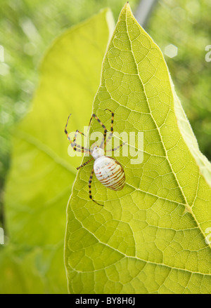 Baguées jardin araignée assis sur de grandes feuilles vert Banque D'Images