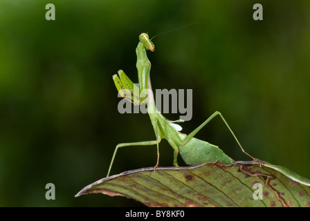 La mante religieuse "tagmatoptera sp.' du Costa Rica Banque D'Images