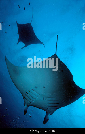 Deux raie manta géante - manta birostris dans l'océan au large des Maldives. Banque D'Images