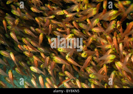 L'École de jaune sweeper (parapriacanthus ransonneti) Poisson Banque D'Images