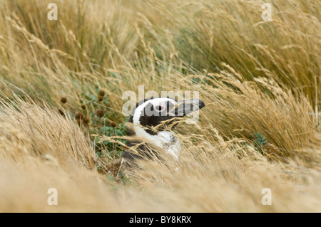 Manchot de Magellan (Spheniscus magellanicus) adulte, à l'entrée du terrier parmi les graminées Otway Fjord au nord-ouest de Punta Arenas Chili Banque D'Images