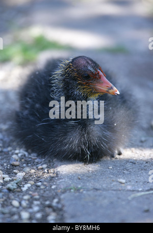 Coot Fulica atra seul repos juvénile UK Banque D'Images