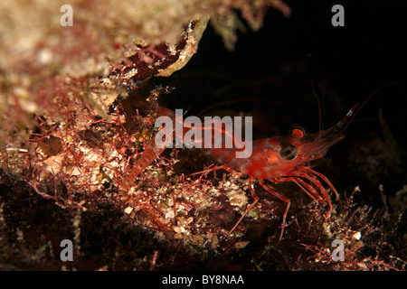 Charnière en mosaïque (Rhynchocinetes durbanensis Crevette bec) ramper le long de l'océan, Kouramaticut, Male Atoll, Maldives. Banque D'Images