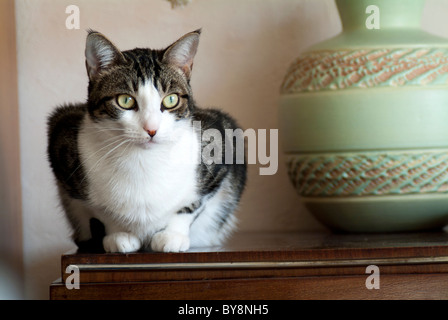 Portrait d'un chat tigré assis sur un bahut Banque D'Images