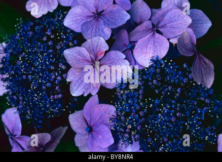 Close up of Hydrangea macrophylla, Groupe détail usine de balai, Banque D'Images