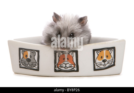 Campbell hamster nain russe Portrait du seul mâle adulte dans bol de nourriture Studio, UK Banque D'Images
