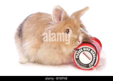 Lapin domestique seule femelle adulte avec tin collection Studio, UK Banque D'Images