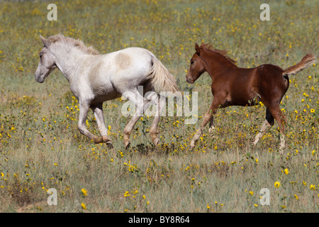 Deux Colts Mustang sauvage traverse les fleurs sauvages, Monero, Nouveau Mexique Banque D'Images