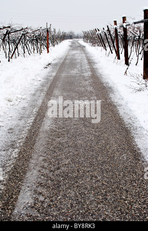 Vignoble en hiver la neige-couvertes Banque D'Images