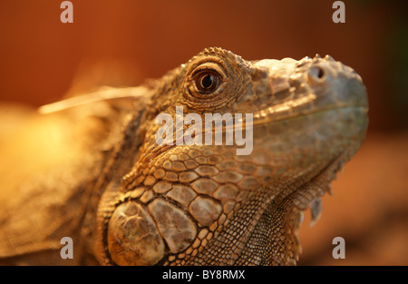 Green iguana Iguana iguana commun ou portrait d'un homme adulte en captivité, UK Banque D'Images