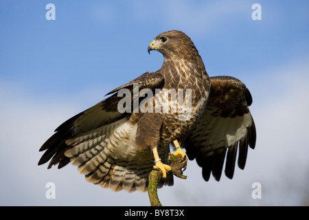 Buse variable Buteo buteo Portrait d'adulte seul en équilibre sur une branche Gloucestershire, Royaume-Uni Banque D'Images