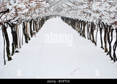 Vignobles dans la neige en hiver Banque D'Images