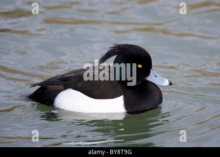 Fuligule morillon Aythya fuligula seul mâle adulte sur l'eau du lac Radipole, Weymouth, Royaume-Uni Banque D'Images