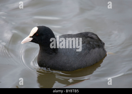 Coot Fulica atra adulte seul sur l'eau UK Banque D'Images