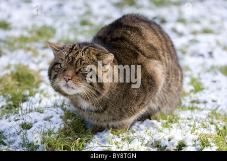 Scottish Wildcat Felis sylvestris Portrait d'adulte seul dans la neige UK Banque D'Images
