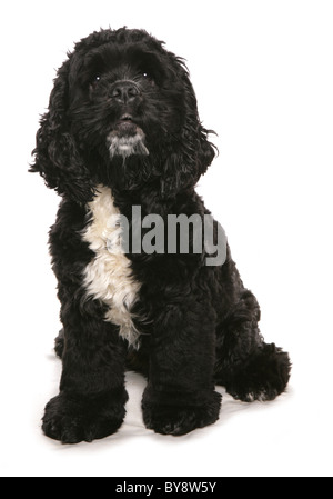 Cocker Américain adulte seul chien assis Studio Banque D'Images