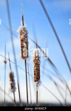Quenouilles (Typha) recouvert de givre, la forêt Assiniboine, Winnipeg, Manitoba, Canada. Banque D'Images
