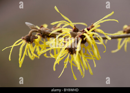 L'hamamélis, Hamamelis intermedia pallida, arbuste Banque D'Images