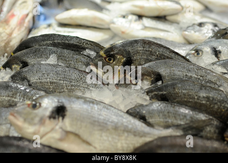 Daurades sont illustrés dans un marché aux poissons dans la région de Jerez de la Frontera, au sud de l'Espagne, le jeudi, 23 Décembre, 2010. Banque D'Images