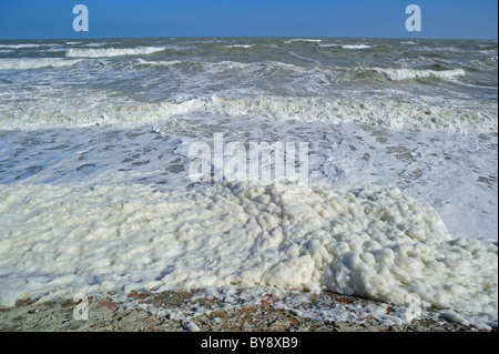 Écume de mer / océan / mousse mousse plage formé durant une tempête conditions et suivant une floraison d'algues Banque D'Images
