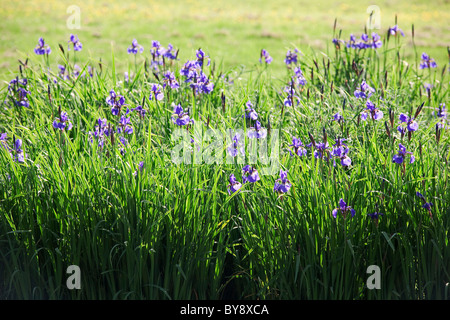 Iris de Sibérie / drapeau de Sibérie (Iris sibirica) dans la région de flower meadow Banque D'Images