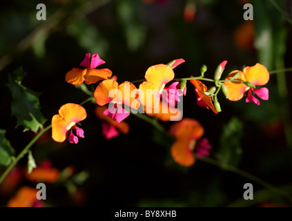 Pois de calcaire, Chorizema varium, Fabaceae, Australie Banque D'Images