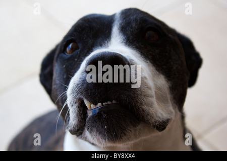 Staffordshire terrier close up Banque D'Images