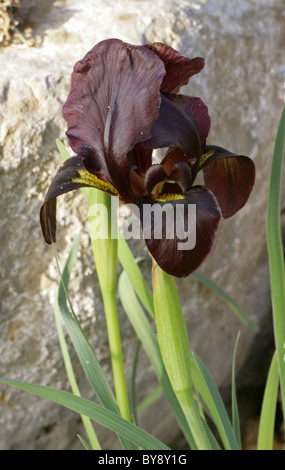 Iris atropurpurea, Iridaceae, Israël. Banque D'Images