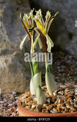 Iris nicholai, Iridaceae, la Russie, l'Asie centrale Banque D'Images