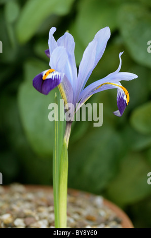 Iris réticulé, Iris reticulata, Iridaceae, du Caucase et d'Asie de l'Ouest Banque D'Images