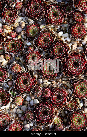 Sempervivum calcareum, Crassulaceae, Alpes, France. Banque D'Images