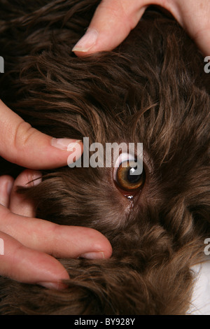 L'inspection oculaire seul propriétaire des chiens jeunes femmes Studio Banque D'Images