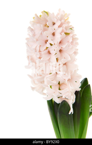 Jacinthe blanche au printemps isolated over white background Banque D'Images